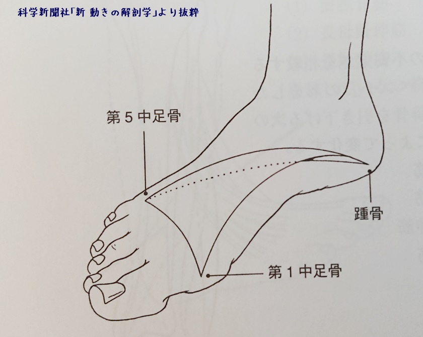 骨 名前 足 人間の骨の一覧